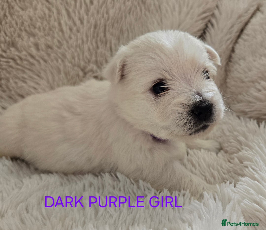 West Highland Terrier dogs for sale: STUNNING WEST HIGHLAND TERRIER PUPPIES  - Image 2