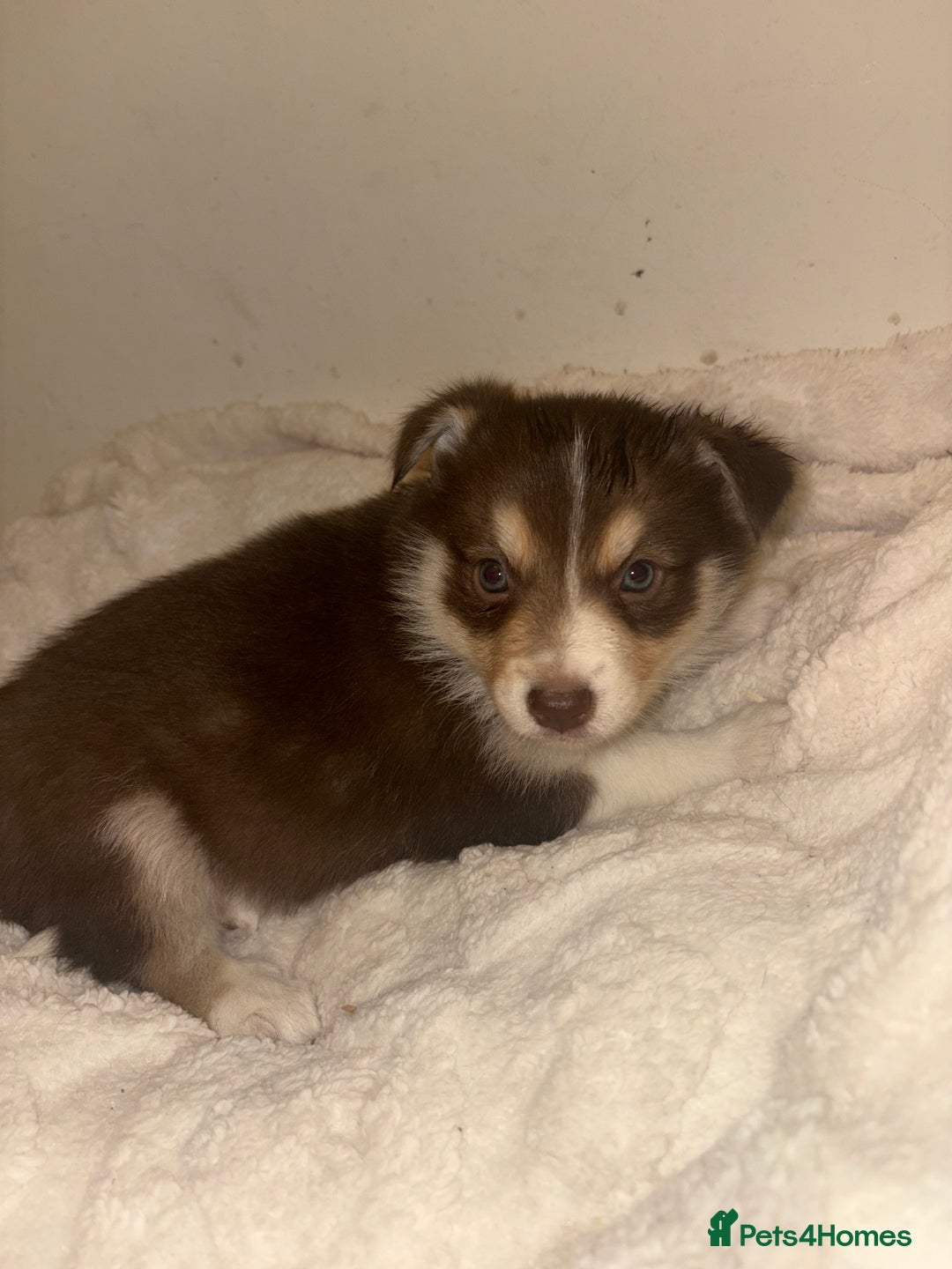Mixed Breed dogs for sale: Beautiful Husky x Australian Shepherd Puppies - Advert 4