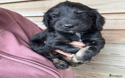 Sprocker dogs for sale: Sprocker spaniel puppy’s for sale  - Image 12