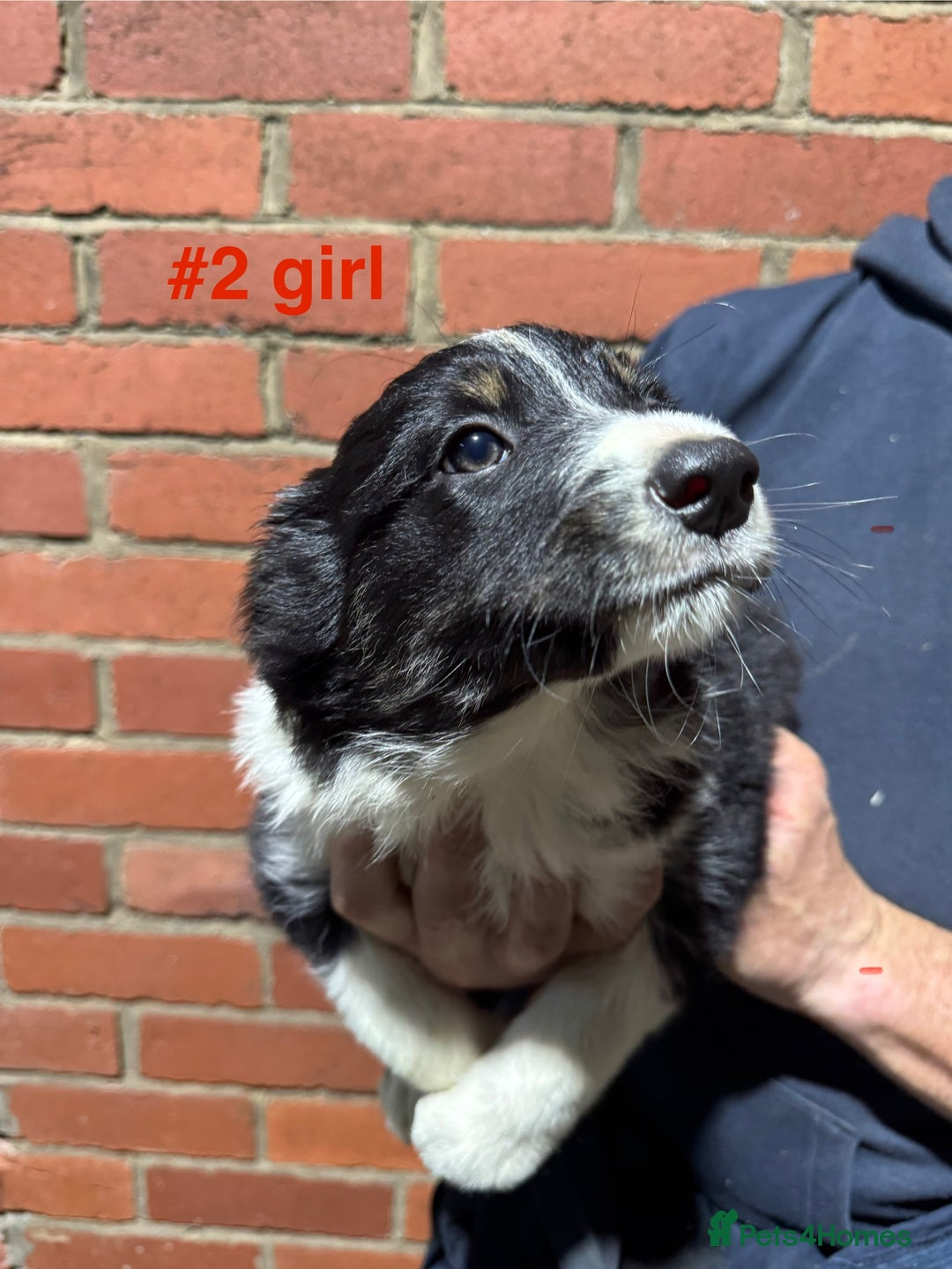 Border Collie dogs for sale: Bouncing border collies - Advert 3