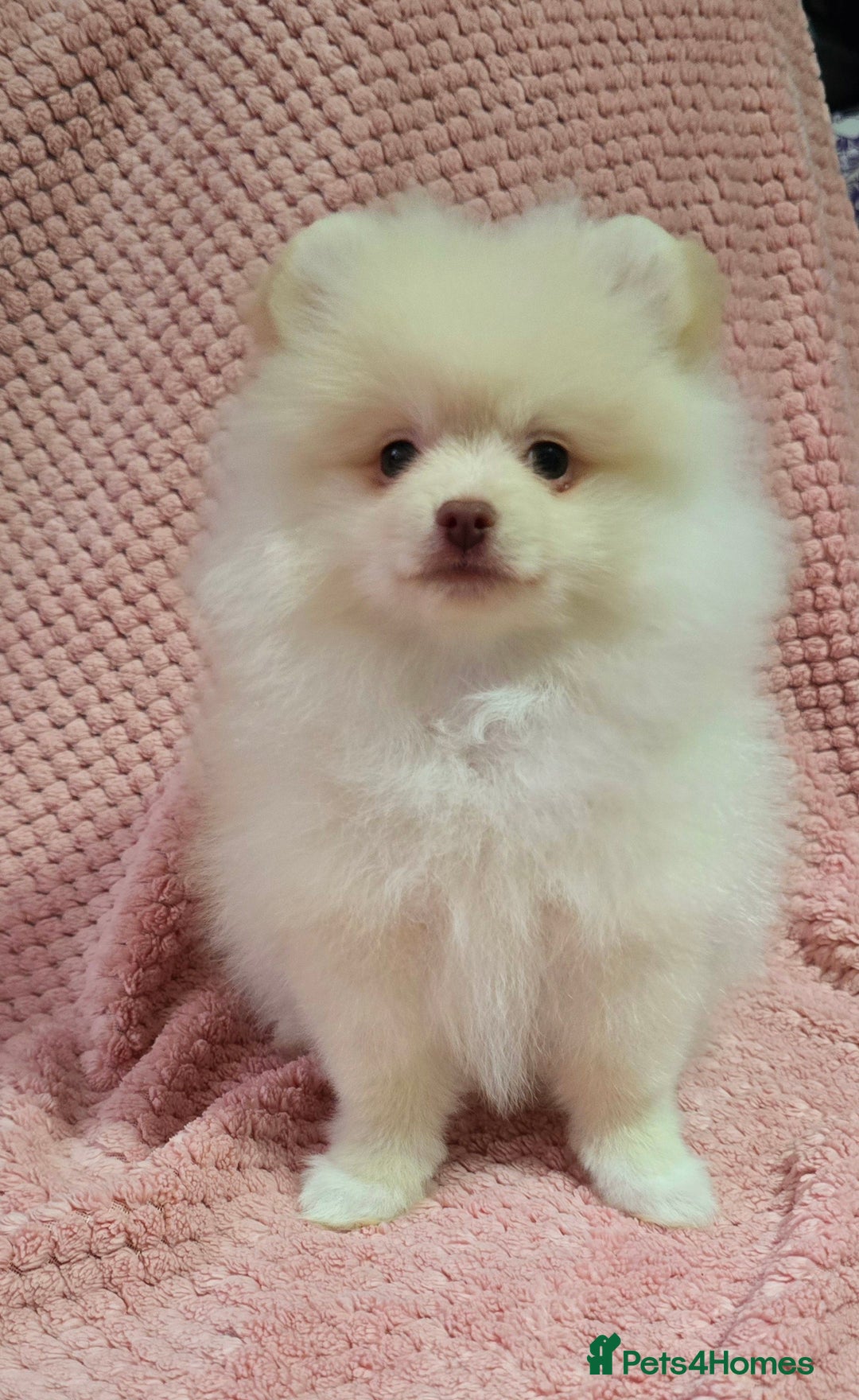 Pomeranian dogs for sale: Last boy left teddy bear face  - Advert 10