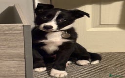 Border Collie dogs for sale: 12 week old Border Collie Male - Image 4