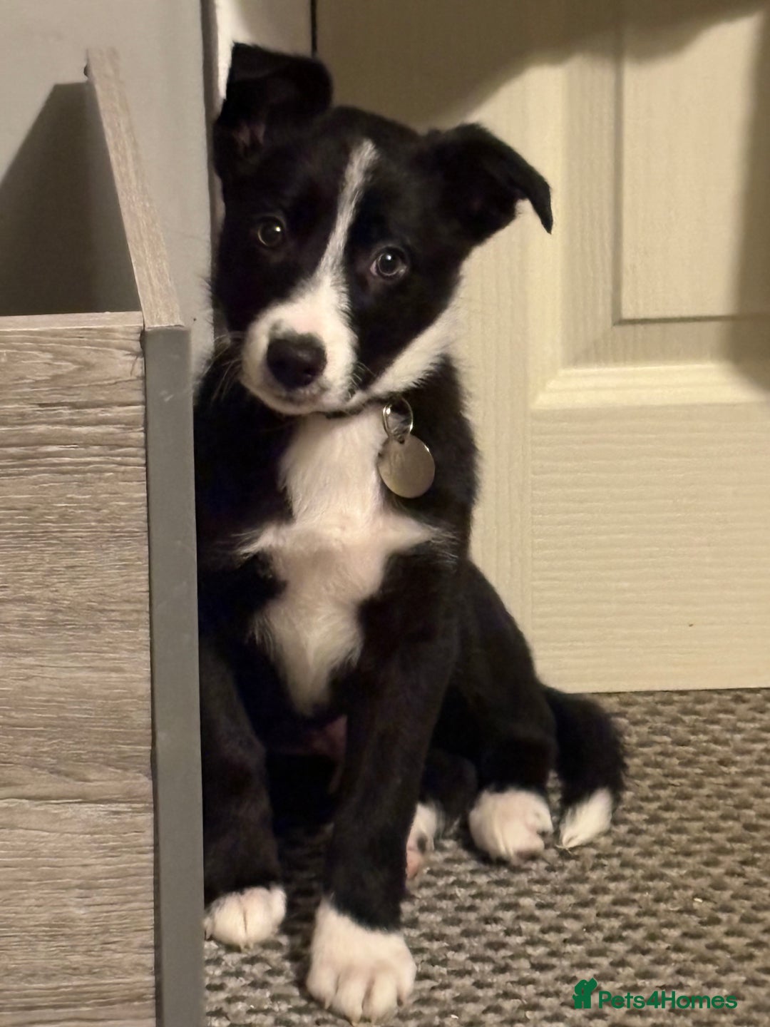 Border Collie dogs for sale: 12 week old Border Collie Male - Image 4