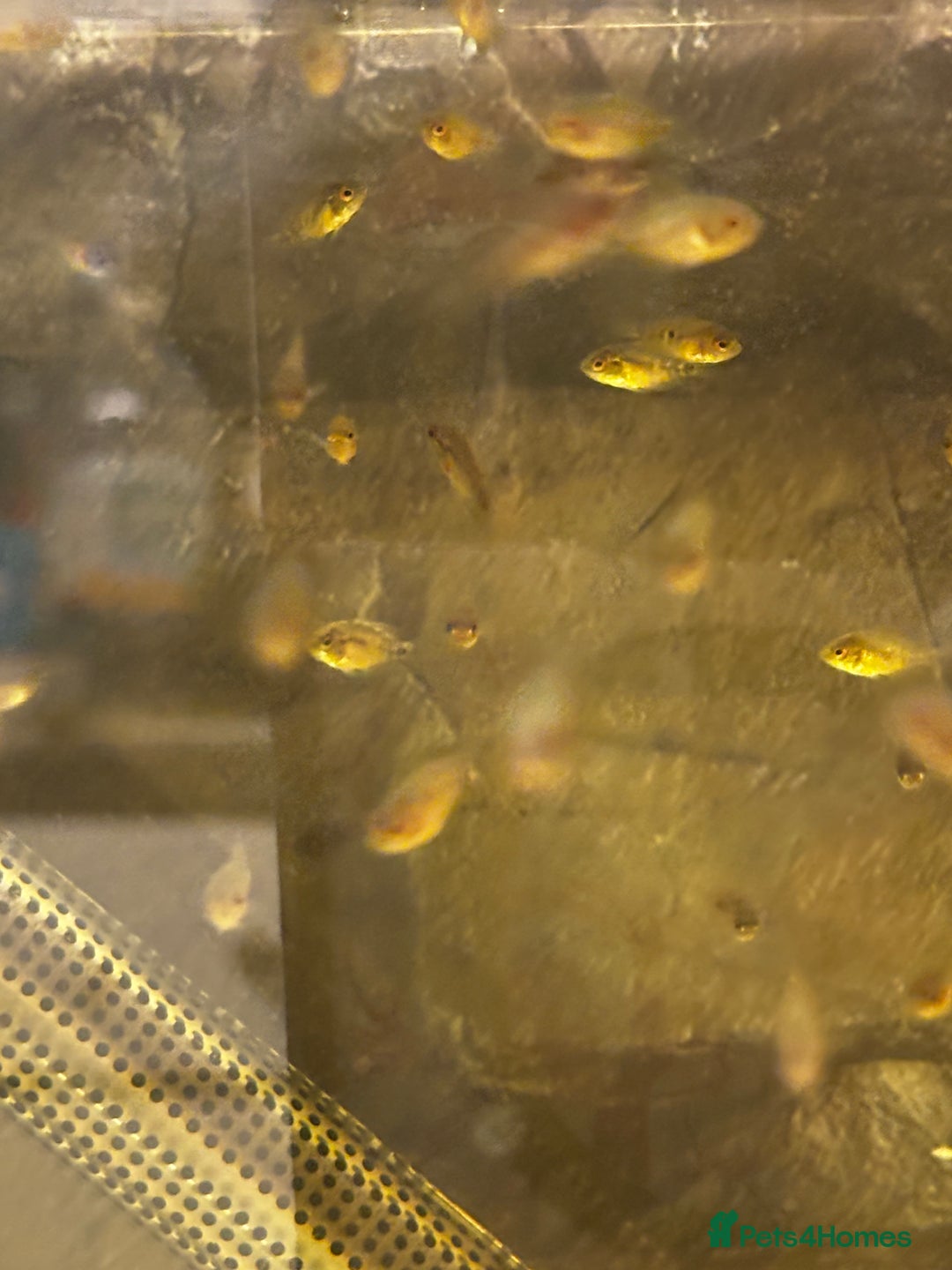 Cichlids fish for sale: Rainbow cichlids  - Image 1