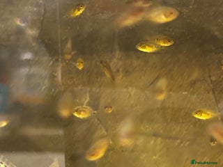 Cichlids fish - Advert 1