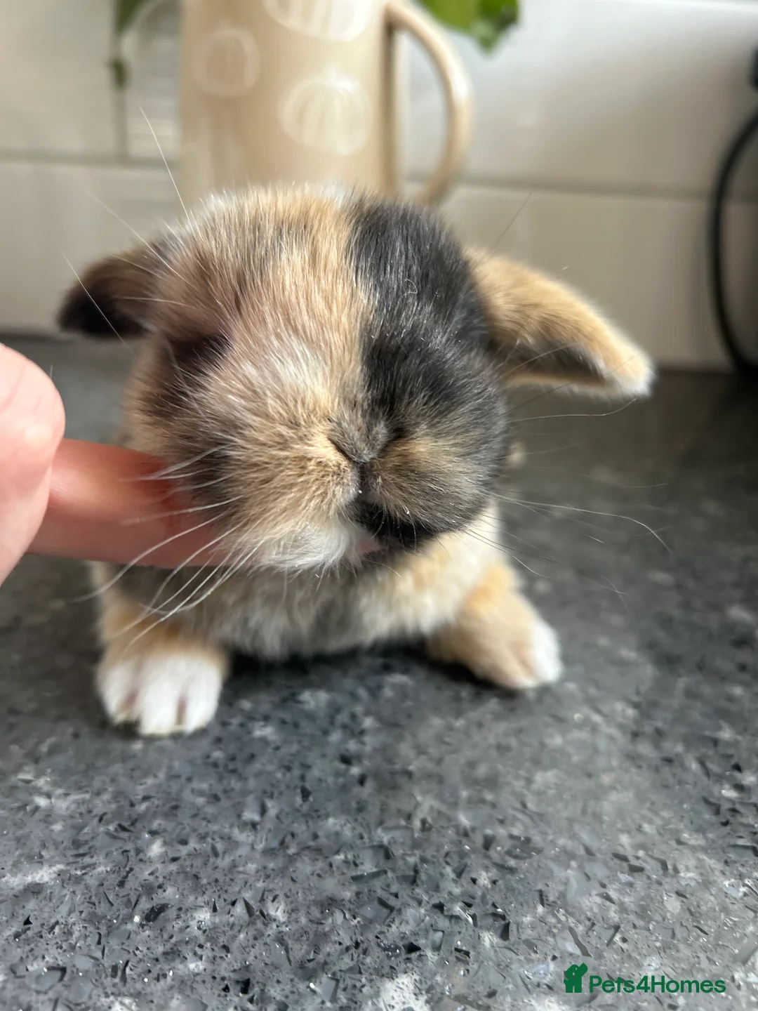 Mini Lop rabbits for sale: Two Mini Lop Boys - Ready 1st April - Advert 4