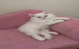 Persian cats for sale: Pure Persian baby's looking lovely home   - Image 3