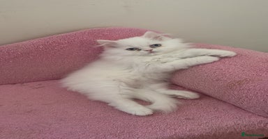 Persian cats - Advert 5