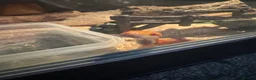 Corn Snake reptiles for sale: Corn snake with enclosure.  in South Shields - Advert 4
