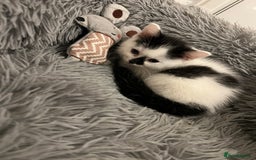 Ragdoll cats for sale: Ragdoll cross kittens  - Advert 3