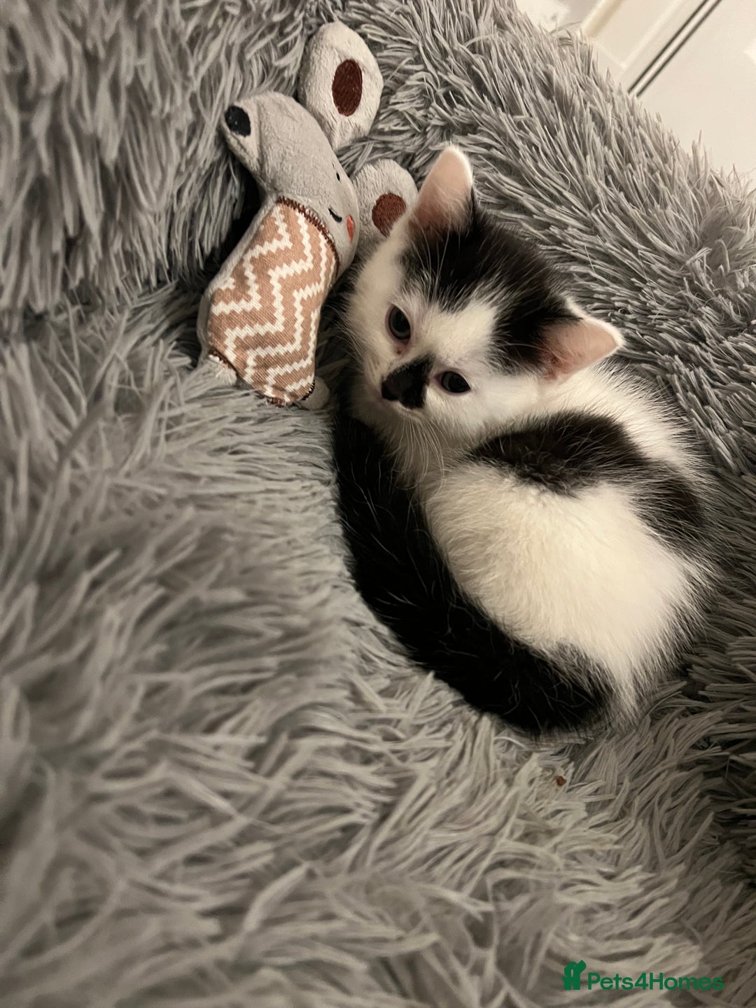 Ragdoll cats for sale: Ragdoll cross kittens  - Advert 3