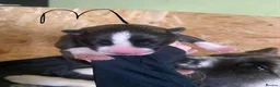 Huskita dogs for sale: 5 BEAUTIFUL HUSKITA PUPPIES - Advert 5