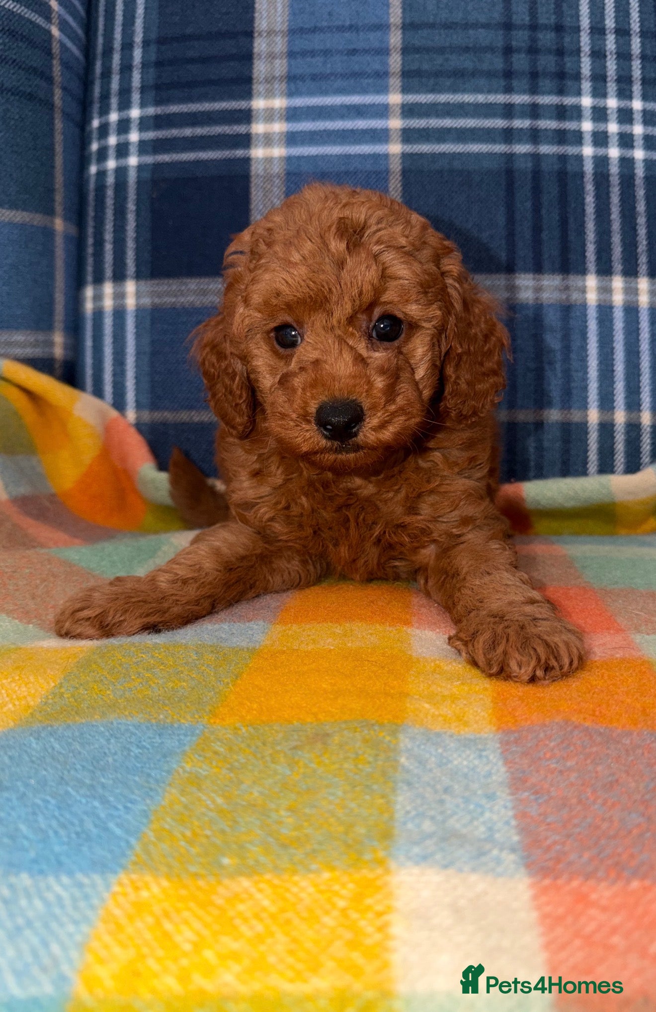 Miniature Poodle dogs 💙🩵Stunning KC Mini Poodle Boys 💙🩵 - Advert 1