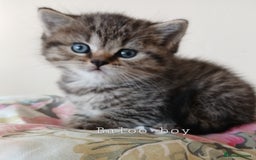 Mixed Breed cats for sale: Bsh and Scottish straight mix - Image 5
