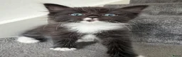 Mixed Breed cats for sale: 7 adorable Kittens! - Advert 9