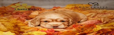 Cocker Spaniel 3