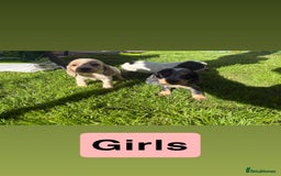 Cocker Spaniel dogs for sale: Cocker spaniel puppies - Image 4