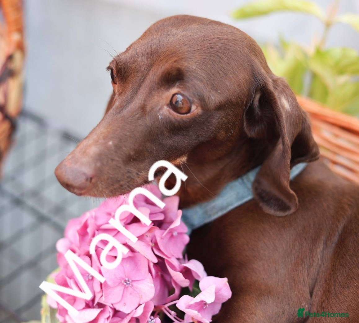 Dachshund dogs Miniature Dachshund puppies  - Advert 1