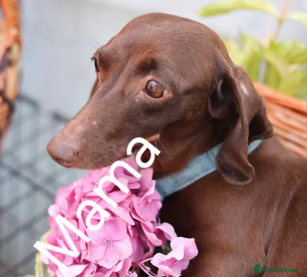 Dachshund dogs for sale: Miniature Dachshund puppies  - Advert 1