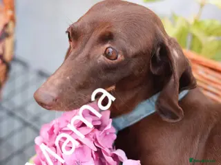 Dachshund dogs Miniature Dachshund puppies - Advert 1