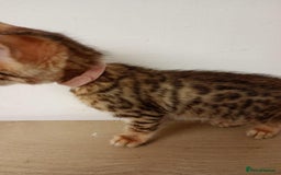 Bengal cats for sale: 6 beautiful bengal kittens ready soon  - Image 11