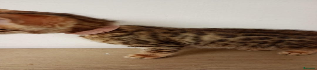 Bengal Kitten 5