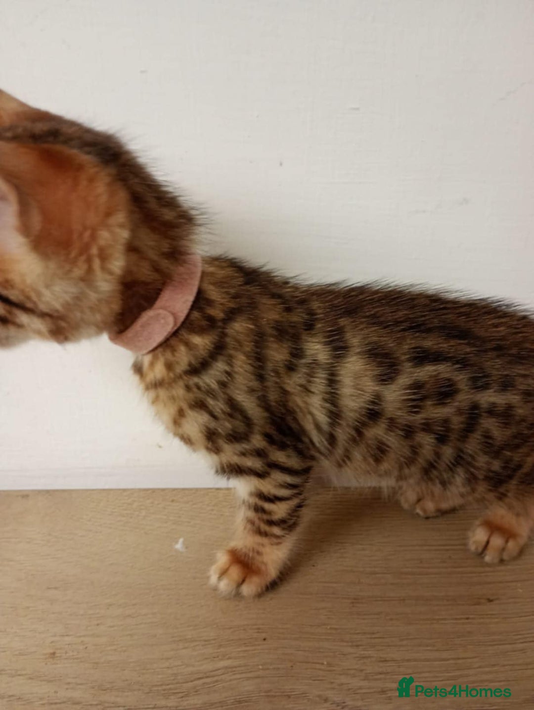 Bengal cats for sale: 6 beautiful bengal kittens ready soon  - Image 11
