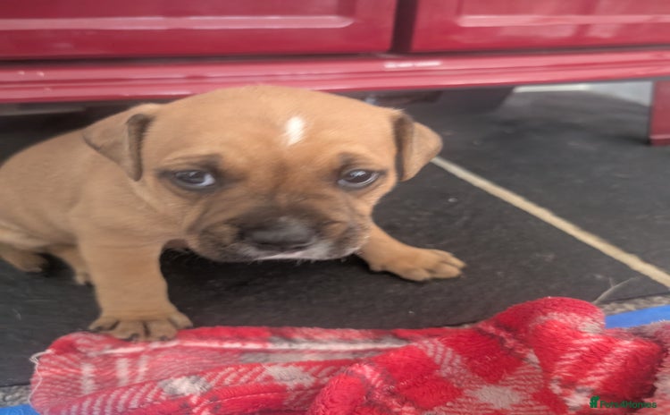 Staffordshire Bull Terrier dogs - Advert 2