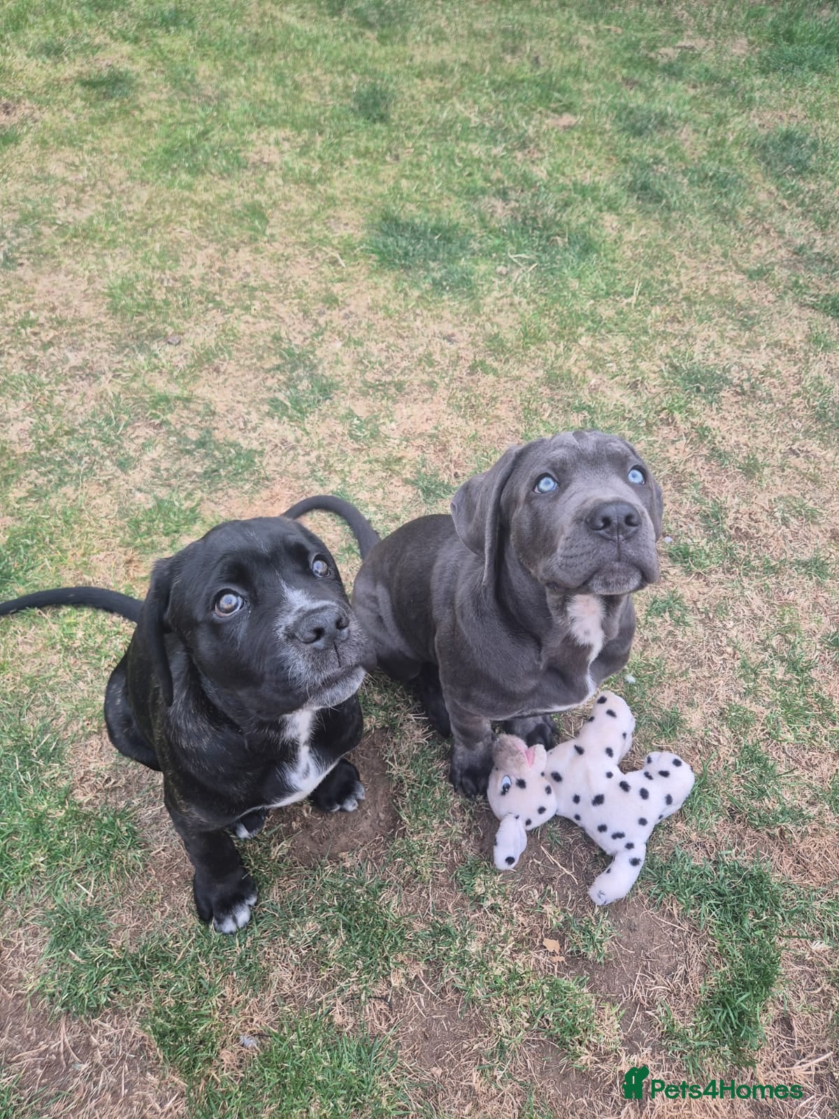 Cane Corso dogs Cane corso  - Advert 9