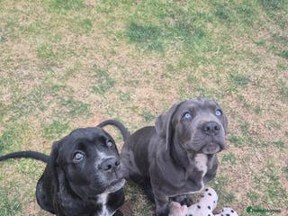 Cane Corso dogs Cane corso - Advert 12