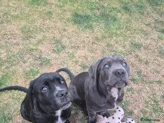 Cane Corso dogs Cane corso - Advert 7
