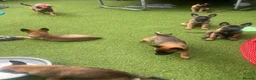 Belgian Shepherd Dog dogs for sale: Stunning litter of Belgian Malinois puppies  in Weymouth - Advert 16