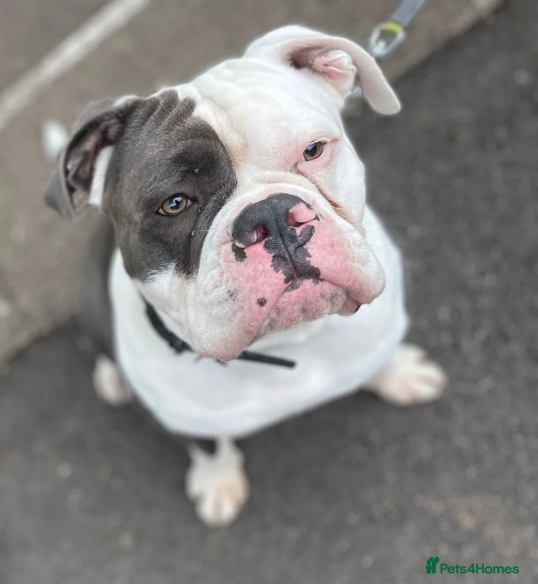 Dorset Olde Tyme Bulldogge dogs for stud: Beautiful old tymebulldog up for stud - Advert 24