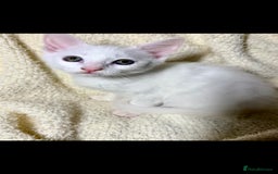 Mixed Breed cats for sale: MIXED BREED TURKISH ANGORA MALE FOR SALE😍 - Image 2
