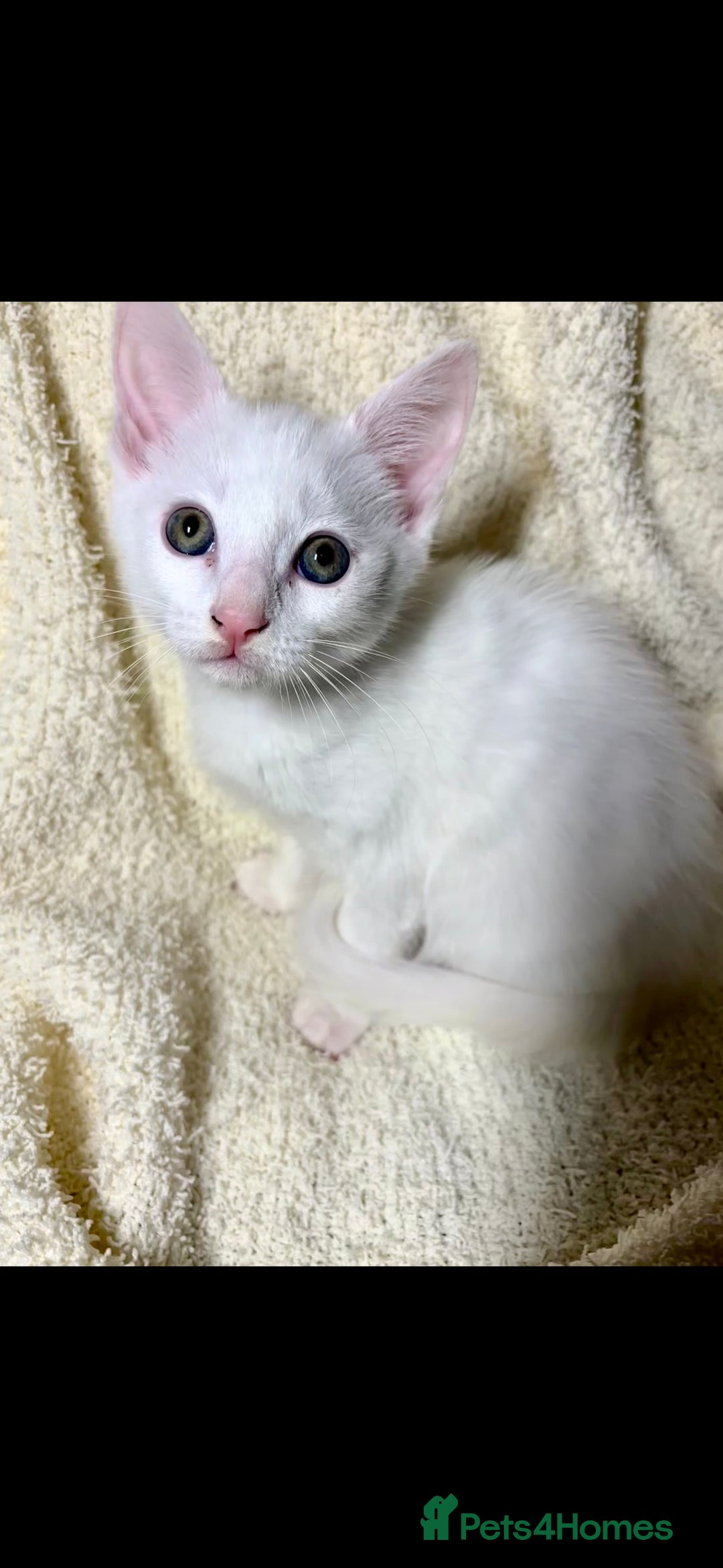 Mixed Breed cats for sale: MIXED BREED TURKISH ANGORA MALE FOR SALE😍 - Image 2