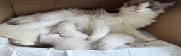 Ragdoll cats for sale: Pure Ragdoll Kittens – Available for Reservation  - Advert 7