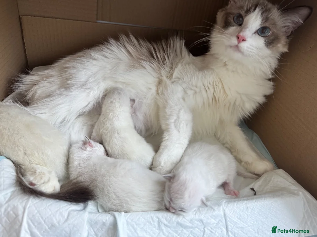 Ragdoll cats for sale: Pure Ragdoll Kittens – Available for Reservation  - Advert 7