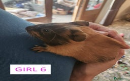 Guinea Pig rodents for sale: Female Guinea Pigs For Sale - Image 12