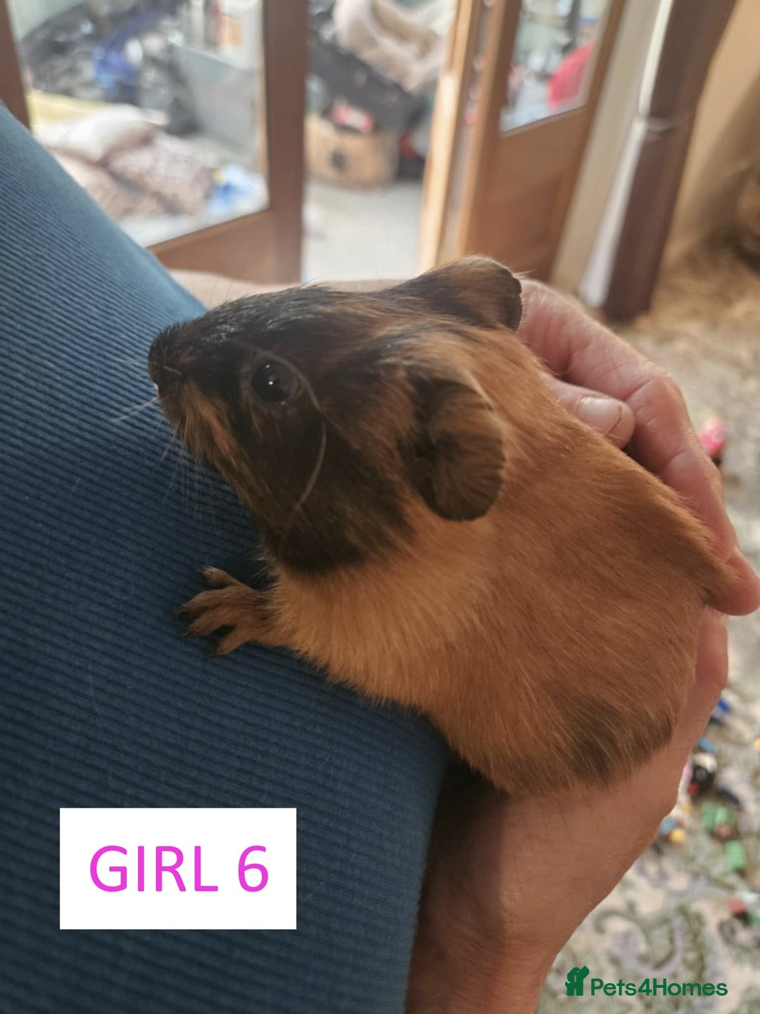 Guinea Pig rodents for sale: Female Guinea Pigs For Sale - Image 12