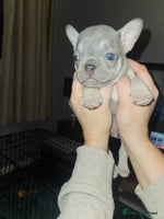 French Bulldog dogs - Advert 3