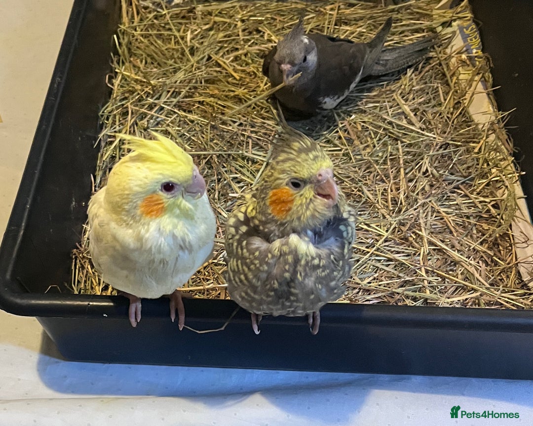 Cockatiels birds for sale: Baby hand reared cockatiels  - Advert 2