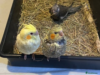 Cockatiels birds Baby hand reared cockatiels - Advert 15