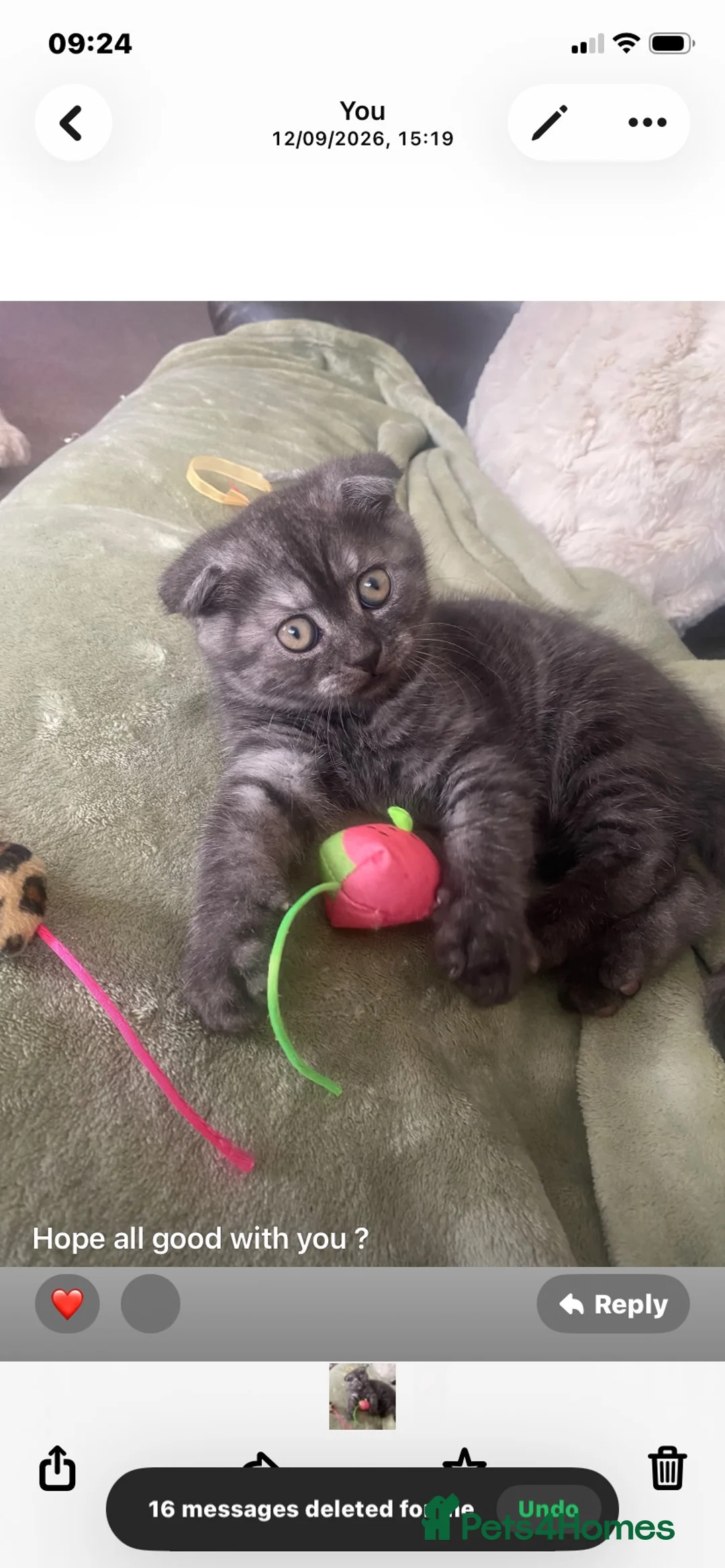 British Shorthair cats for sale: A BSH /Scottish Fold male kitten  - Advert 2