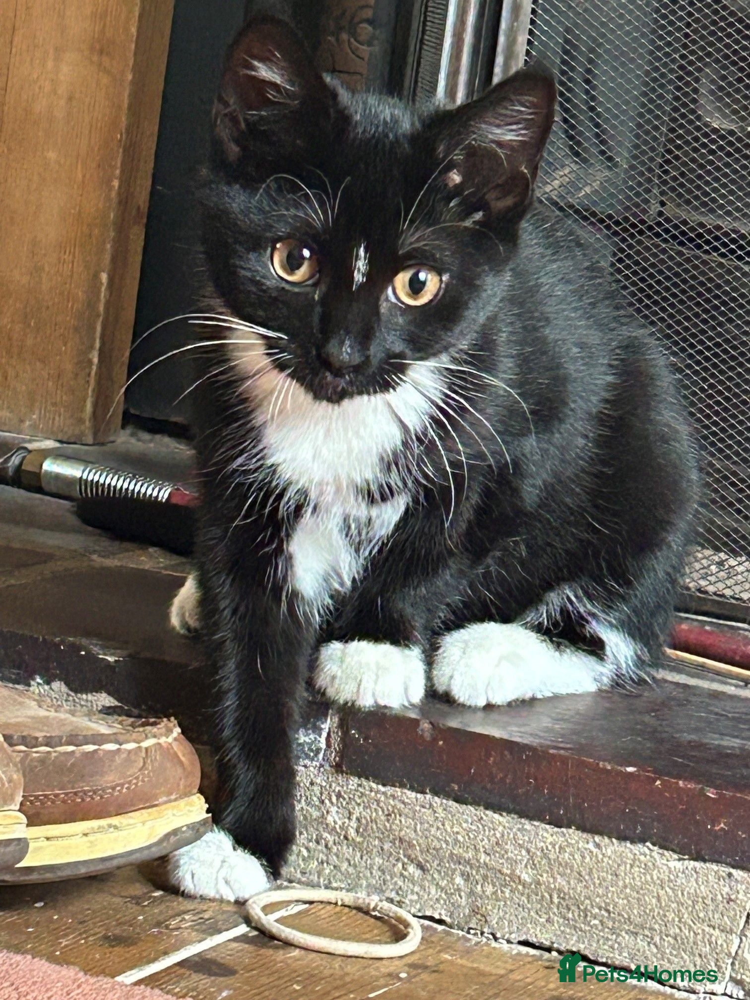 Mixed Breed cats Black and White Cat for Sale - Advert 2