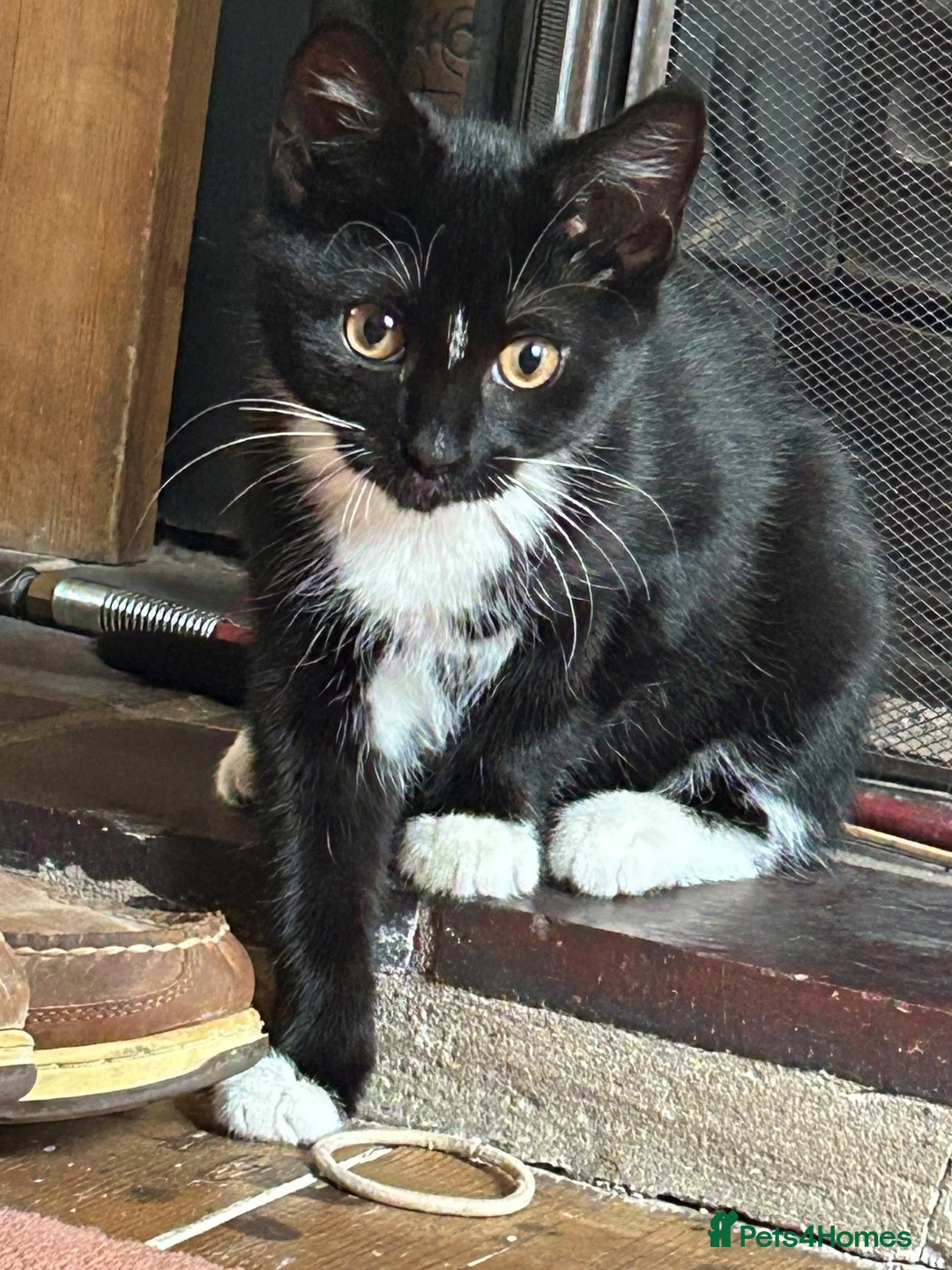 Mixed Breed cats for sale: Black and White Cat for Sale - Advert 1