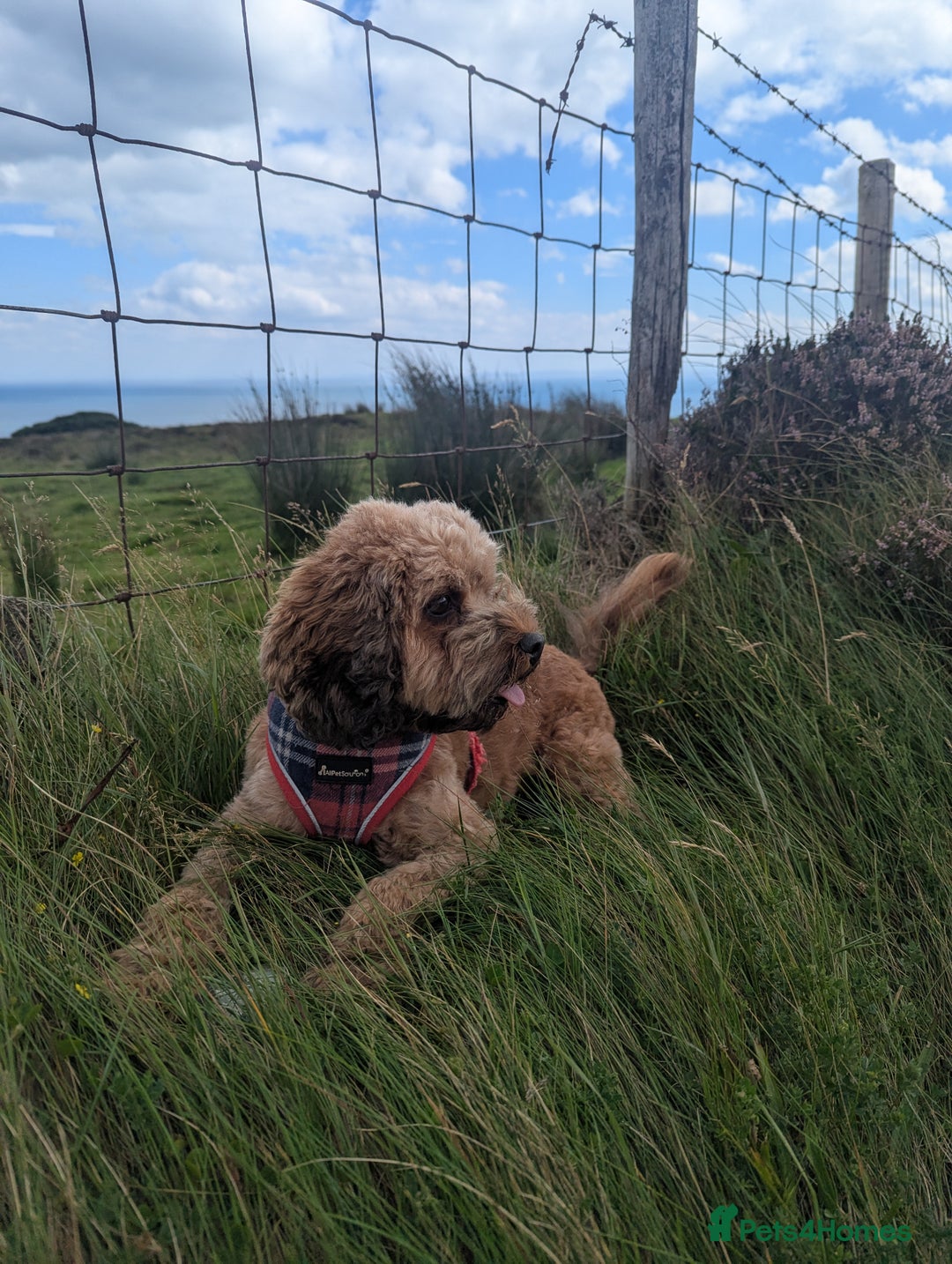 Cavapoo dogs for sale: Cavapoo  - Advert 9