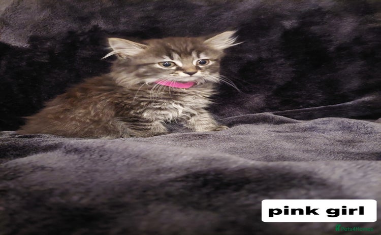 Mixed Breed cats - Advert 8