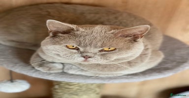 British Shorthair cats - Advert 10