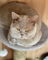 British Shorthair cats - Advert 12