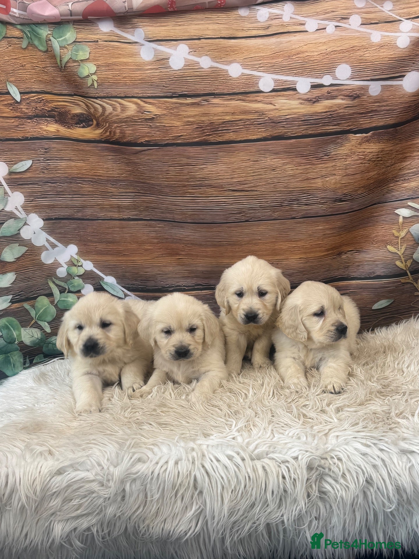Golden Retriever dogs KC Reg Golden Retriever  - Advert 2